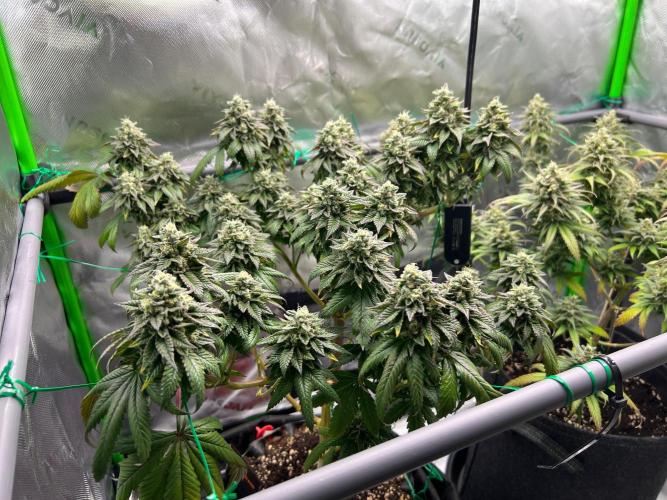 Apple Fritter & Strawberry Cough. Week 15