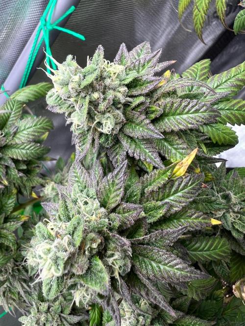 Apple Fritter & Strawberry Cough. Week 15