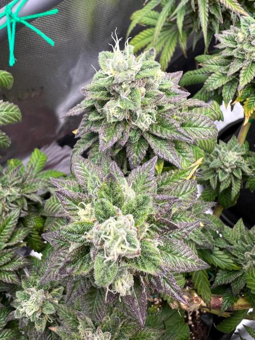 Apple Fritter & Strawberry Cough. Week 15