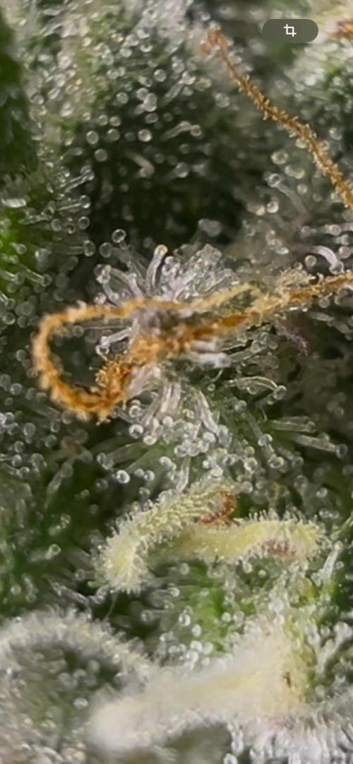 Apple Fritter & Strawberry Cough. Week 15