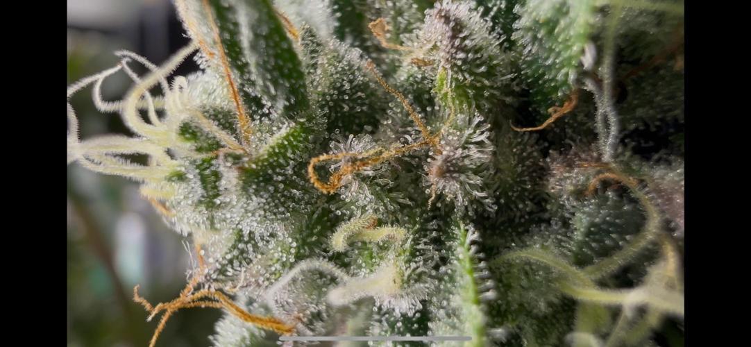 Apple Fritter & Strawberry Cough. Week 15