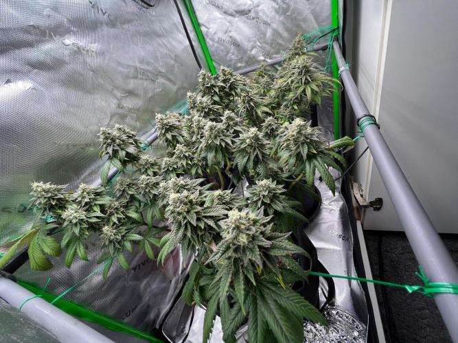 Apple Fritter & Strawberry Cough. Week 15