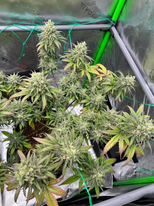 Apple Fritter & Strawberry Cough. Week 15