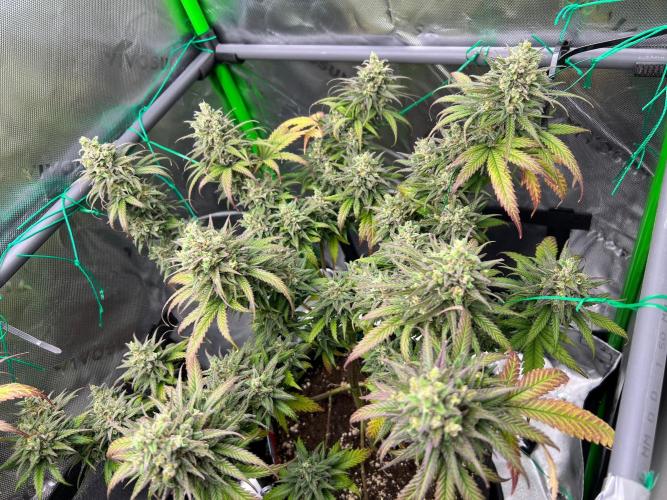 Apple Fritter & Strawberry Cough. Week 15