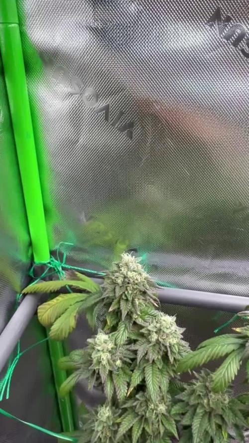 Apple Fritter & Strawberry Cough