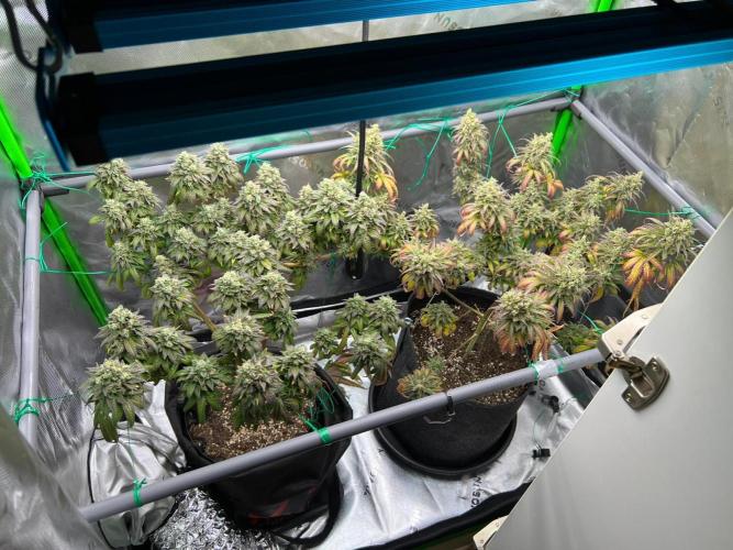 Apple Fritter & Strawberry Cough. Week 16