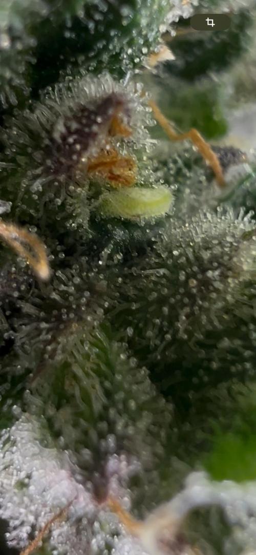 Apple Fritter & Strawberry Cough. Week 16