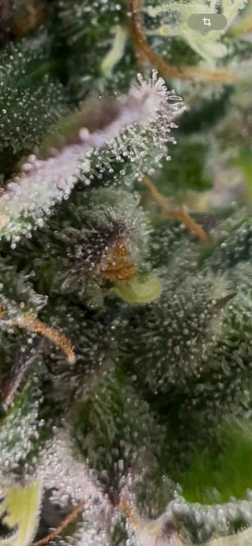 Apple Fritter & Strawberry Cough. Week 16