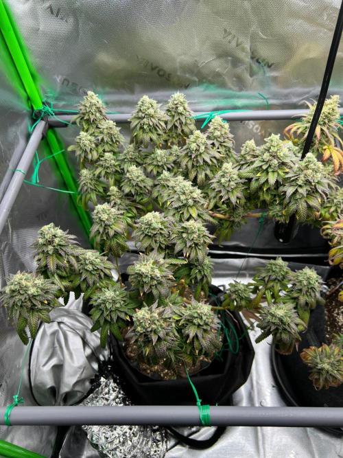 Apple Fritter & Strawberry Cough. Week 16