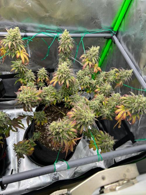 Apple Fritter & Strawberry Cough. Week 16