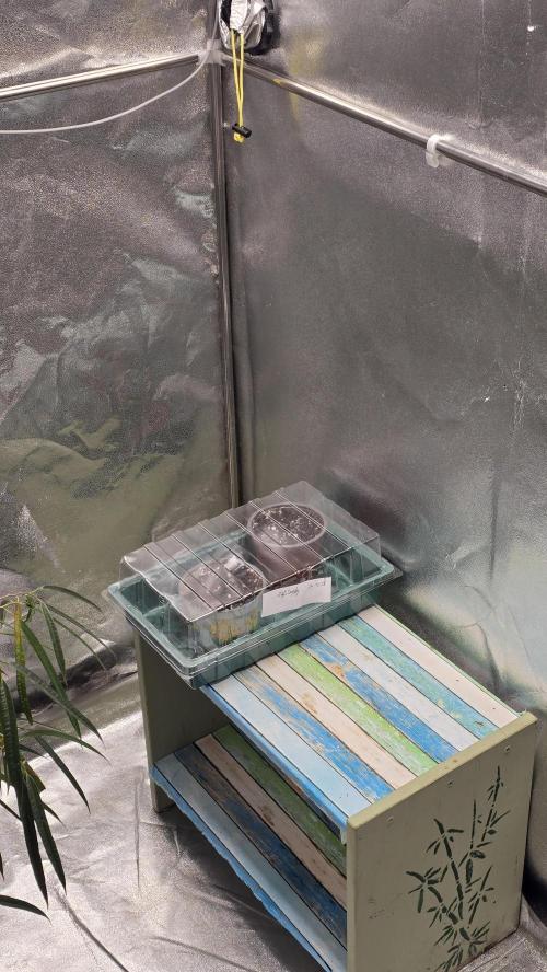 Compound Party. Week 0 - High Sociity -moves in