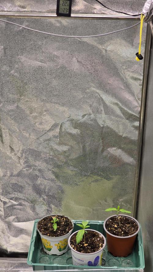 Compound Party. Week 2