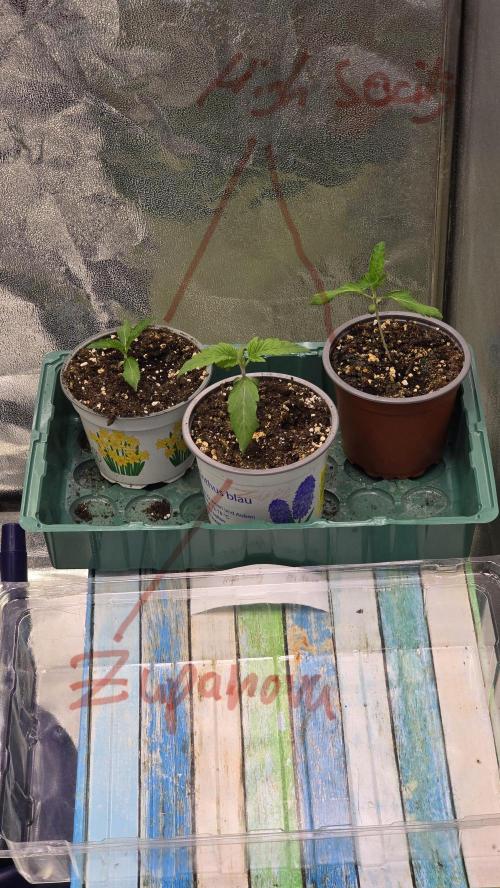 Compound Party. Week 3 - Growing on