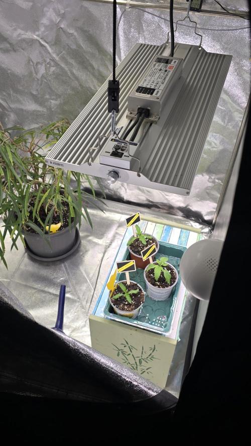 Compound Party. Week 3 - Lightsetup and waterering to improve humidity 