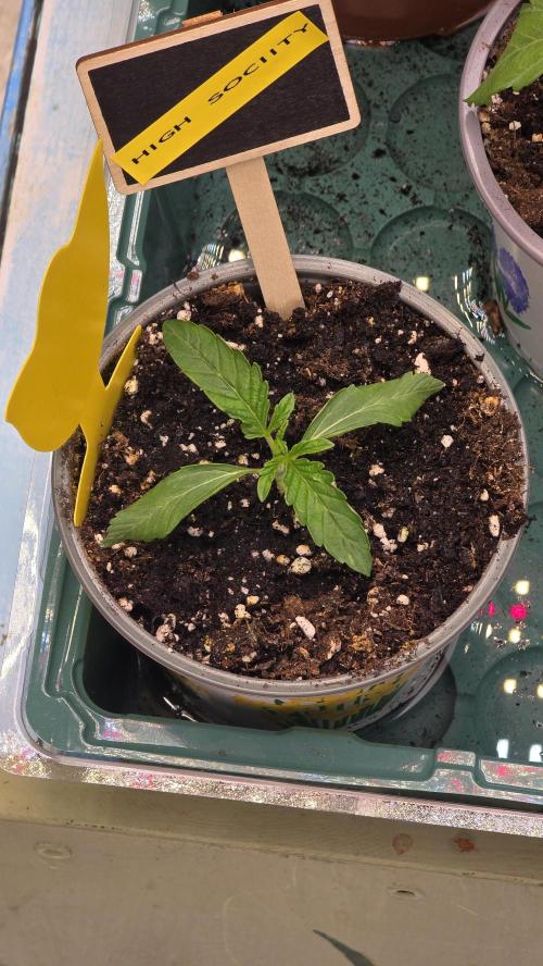 Compound Party. Week 3 - The weak one..n