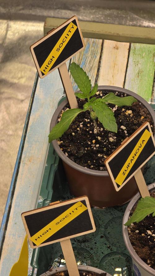 Compound Party. Week 3