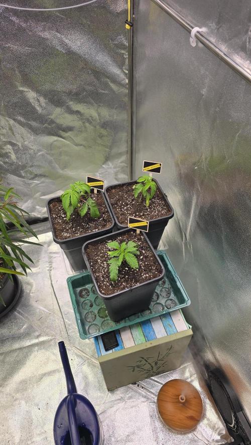 Compound Party. Week 4