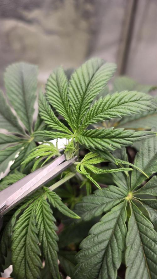 Compound Party. Week 5 - Chop chop