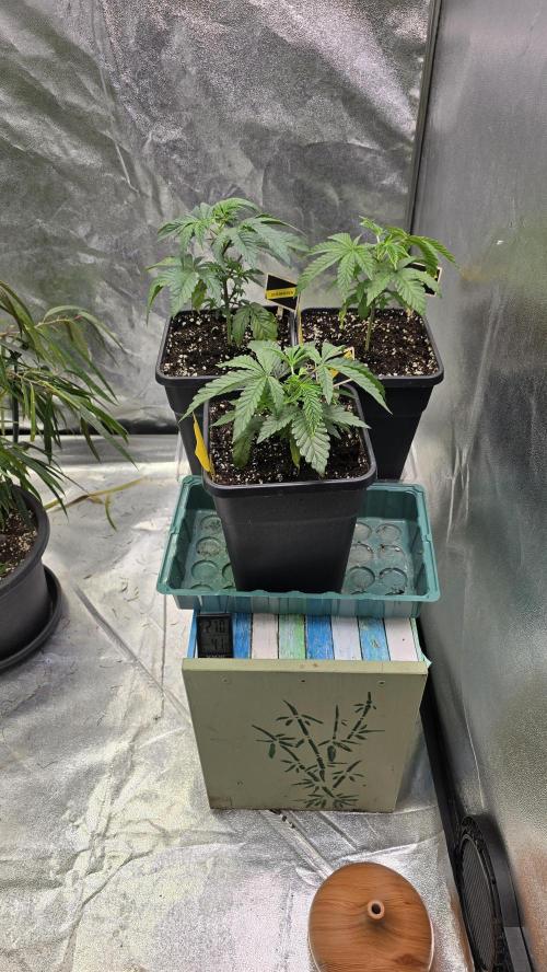 Compound Party. Week 5