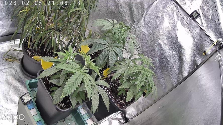 Compound Party. Week 6