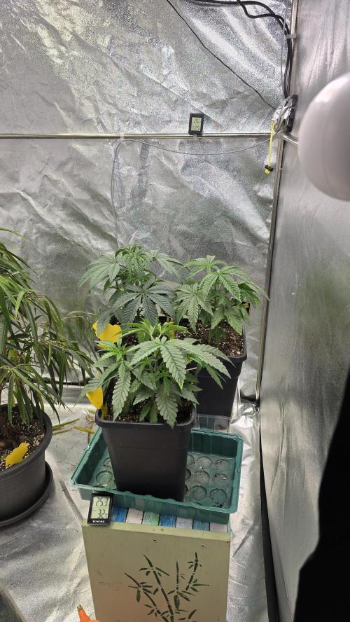 Compound Party. Week 6