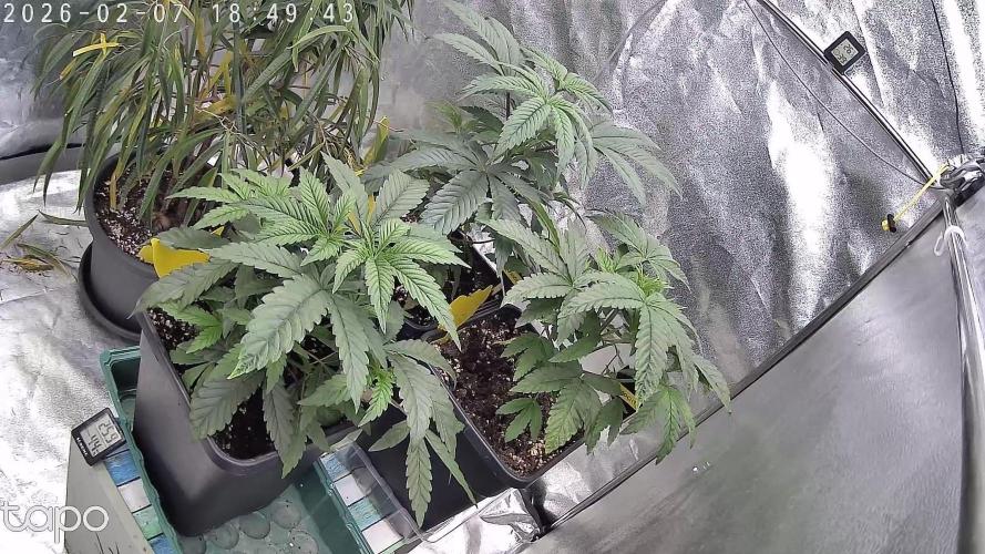 Compound Party. Week 6 - The pots are to small again