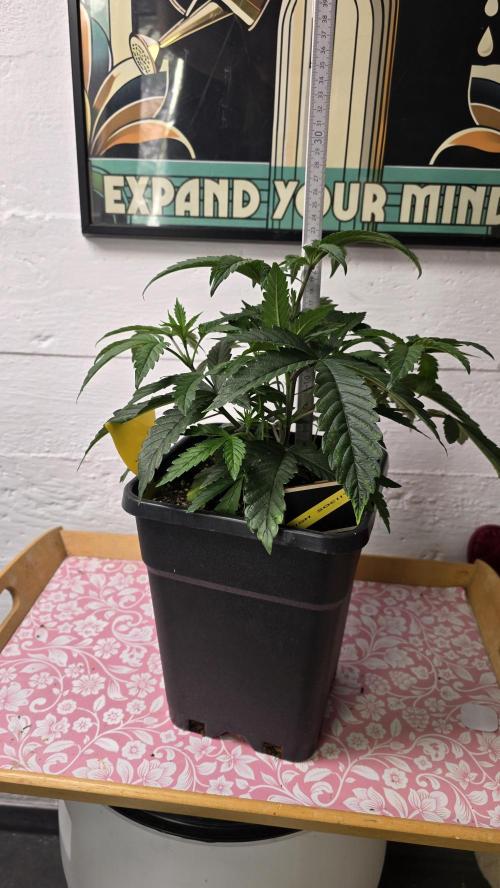 Compound Party. Week 6