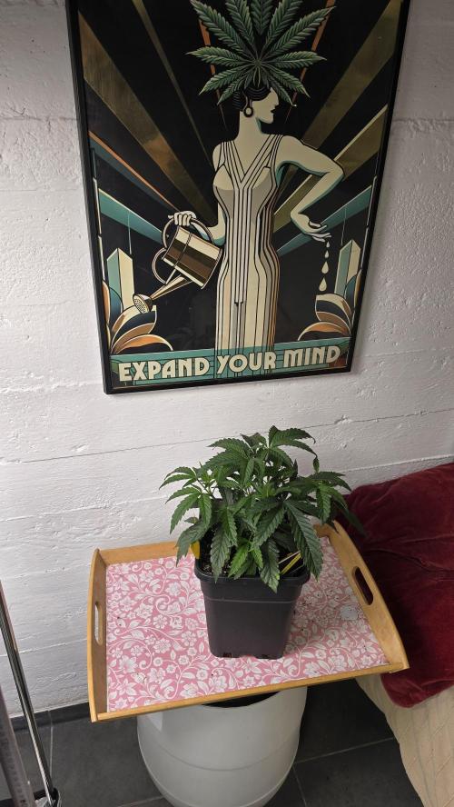 Compound Party. Week 6