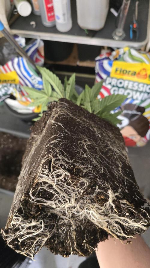 Compound Party. Week 6