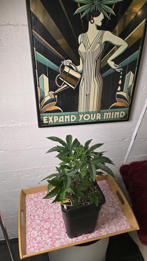 Compound Party. Week 6