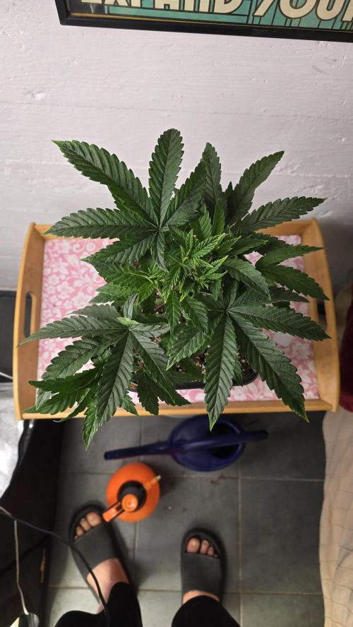 Compound Party. Week 6