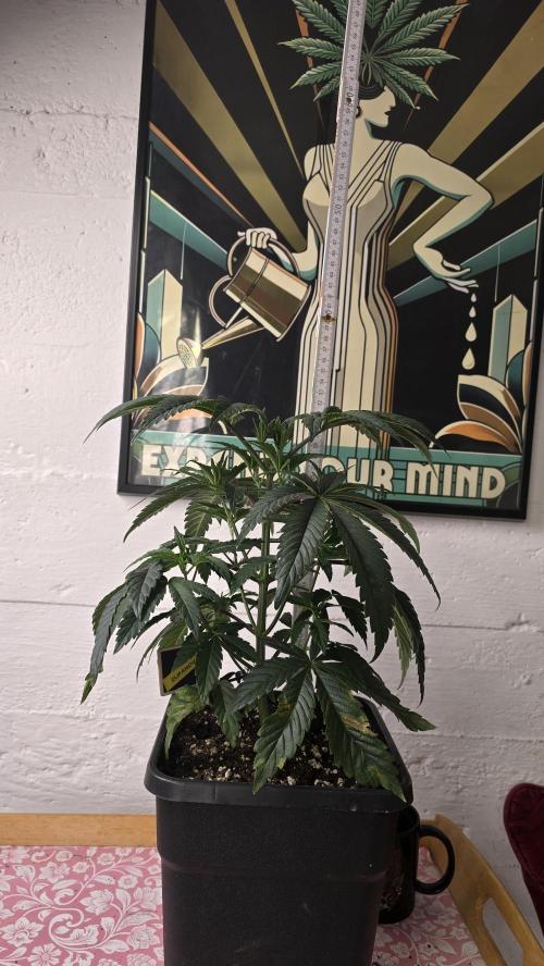 Compound Party. Week 6