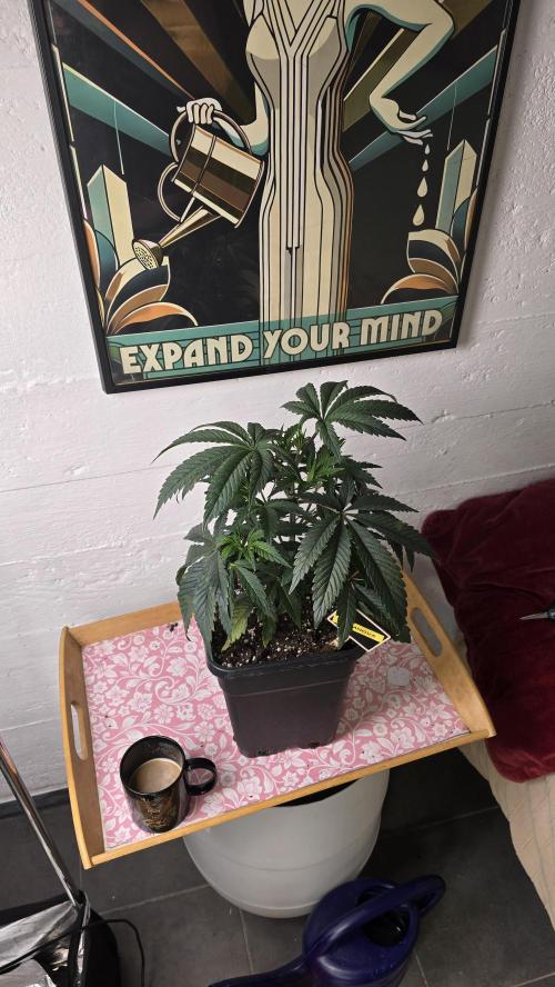 Compound Party. Week 6