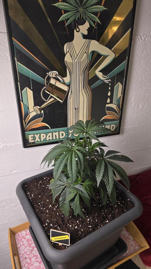 Compound Party. Week 6