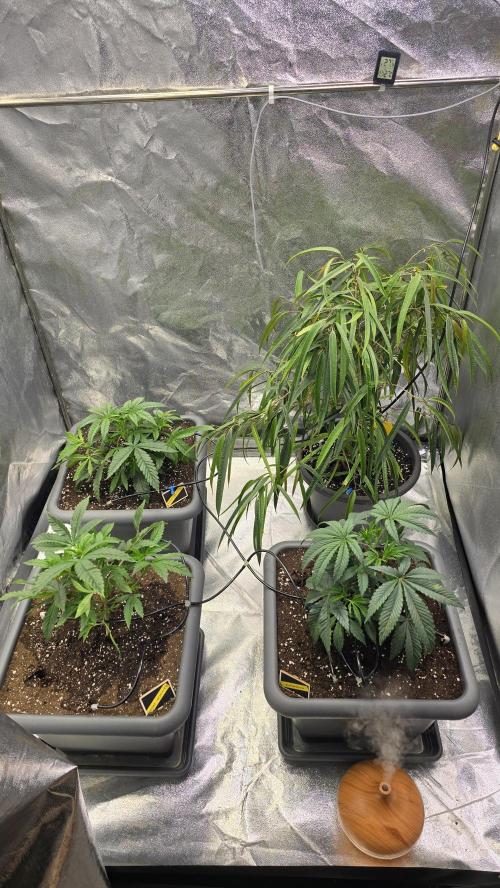 Compound Party. Week 6