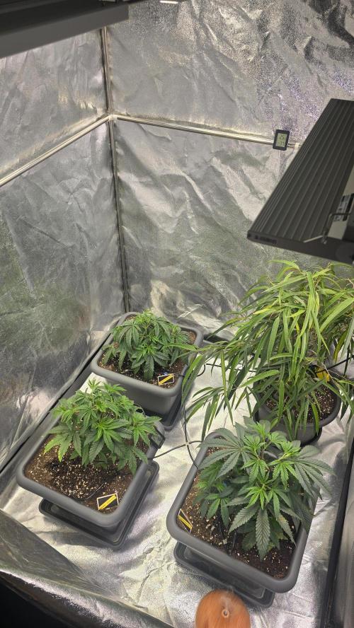 Compound Party. Week 7