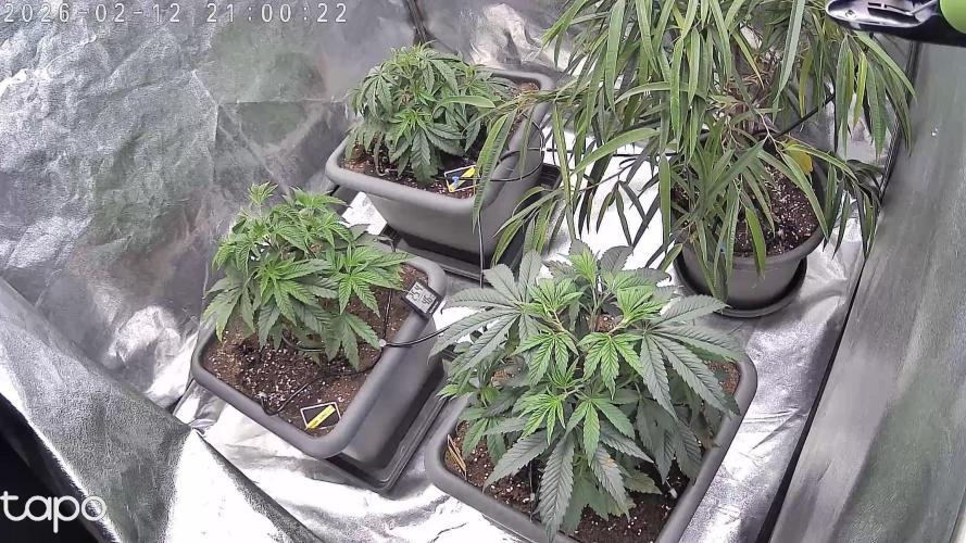 Compound Party. Week 7