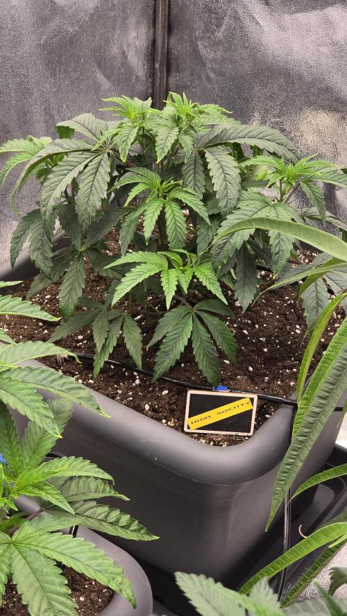 Compound Party. Week 7