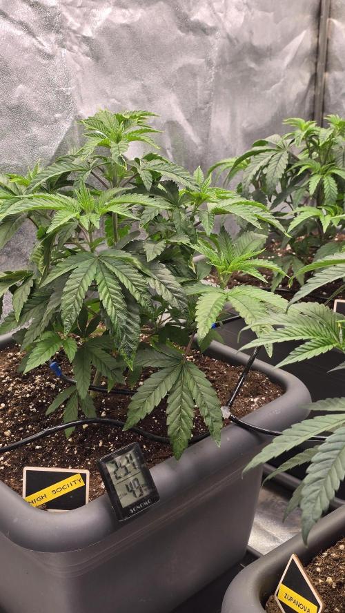 Compound Party. Week 7