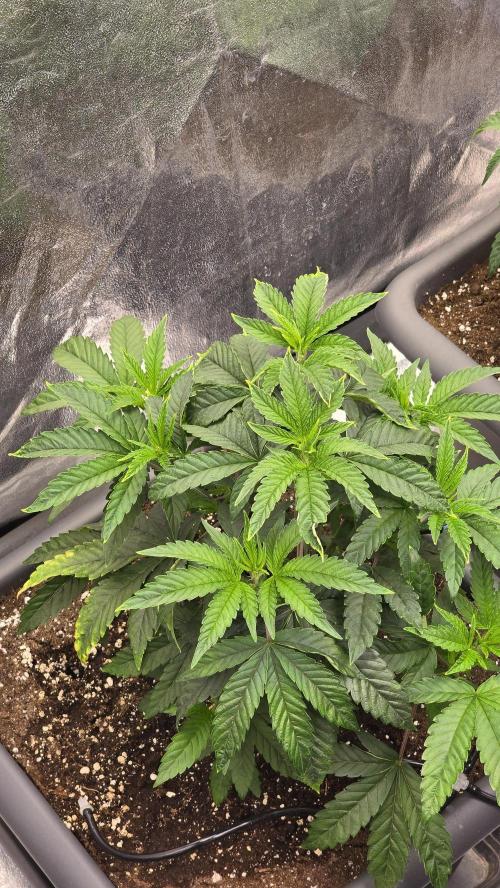 Compound Party. Week 7