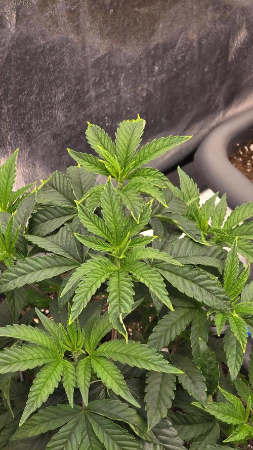 Compound Party. Week 7