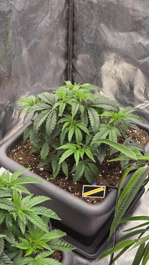 Compound Party. Week 7