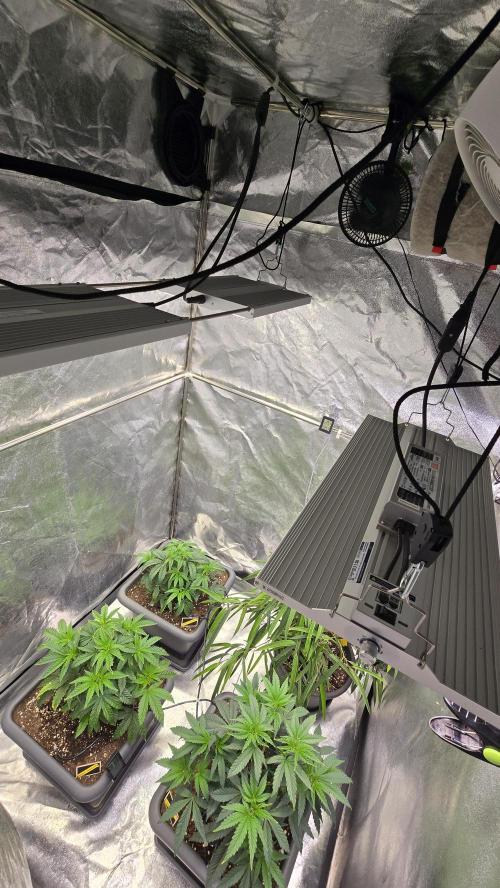 Compound Party. Week 7