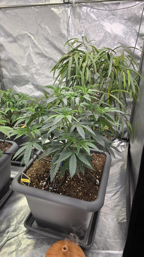 Compound Party. Week 7