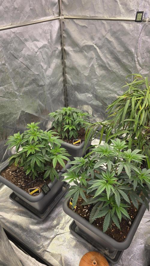 Compound Party. Week 7