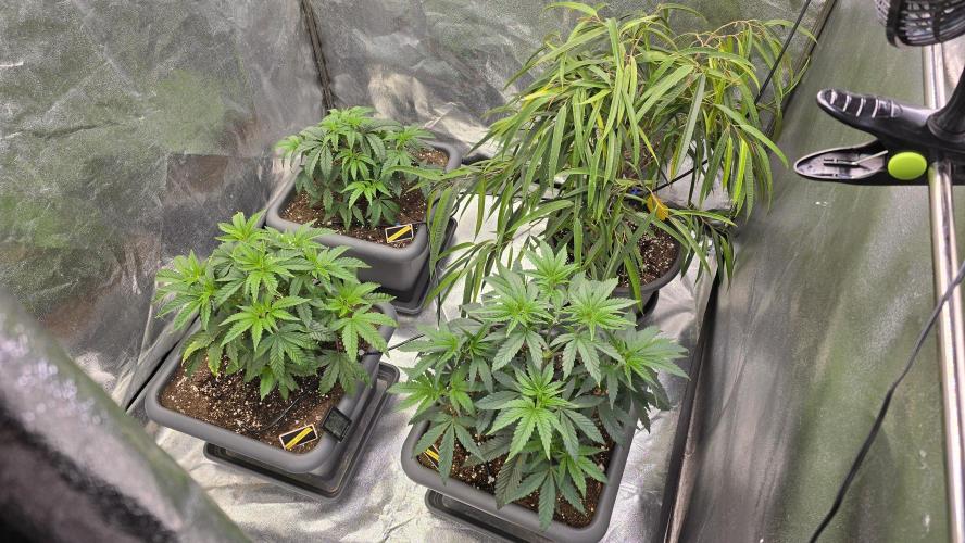 Compound Party. Week 7