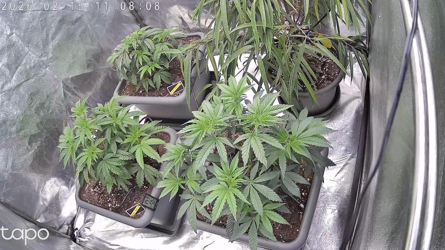 Compound Party. Week 7