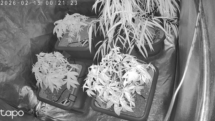 Compound Party. Week 7