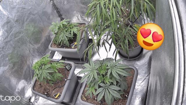 Compound Party. Week 7 - Grow  week 7 timelapse