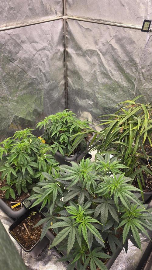 Compound Party. Week 8